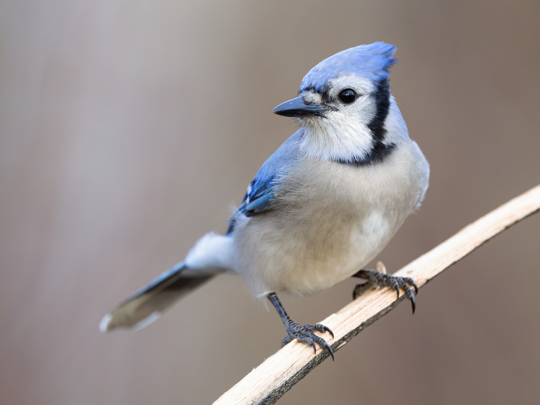 Blue Jay reference photo