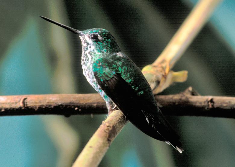 Reference: Hummingbird on the Branch by Pixabay