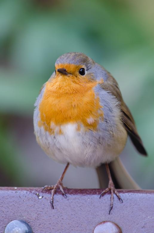 Reference robin photo